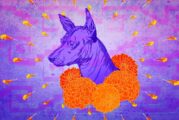 ¿Qué tiene que ver el Xoloitzcuintle con el Día de Muertos?
