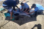 Rescatan a delfín herido en playas de Bahía de Banderas