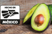 ‘Crisis’ del aguacate: Camiones con ‘oro verde’ serán escoltados en Michoacán