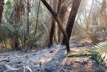 Incendio en la montaña consumió 27 hectáreas; PC investigan causa