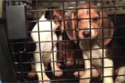 ¡Buscan hogar! Rescatan a 4 mil perros beagles que iban a ser usados en experimentos con drogas 