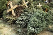 Habilitarán puntos de acopio para árboles navideños naturales