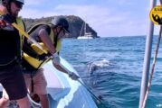 Realizan primer rescate de ballena del 2023 en la Bahía de Banderas