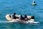 Rescatan a ballena bebé que murió en la Cruz de Huanacaxtle