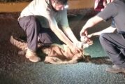 Atropellan y matan a cocodrilo en Nuevo Vallarta