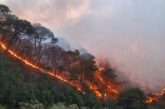Incendio en Mascota acabó con 860 hectáreas y la vida de una persona
