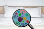 Bacterias, hongos y ácaros: nuestros diminutos compañeros de cama