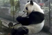 Zoo de Berlín espera el nacimiento de más pandas en Alemania tras ecografías que confirman embarazo