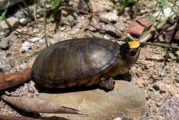 Vinculan a proceso a involucrado en robo de tortugas 'Casquito de Vallarta'