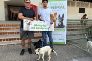 Lomitos encuentran hogar en nueva jornada de adopción