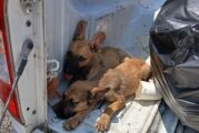 Tiran a cachorros en una bolsa sobre la Federal 200