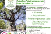 Protege un tesoro natural y nómina a un árbol con valor patrimonial de Vallarta