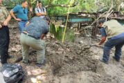 Entran y decapitan a un cocodrilo en el estero El Salado