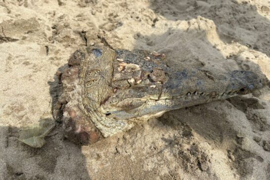 Denuncian matanza de cocodrilos en la región; exigen a autoridades actuar ante delito federal