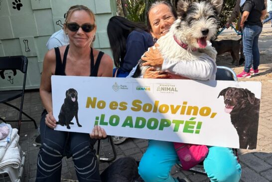 Bienestar Animal supera las 3 mil 300 esterilizaciones gratuitas