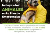 Evita extravíos, protege a perros y gatos en temporada de lluvias