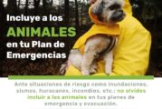 Evita extravíos, protege a perros y gatos en temporada de lluvias