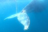Liberan a ballena enmallada tras dos días de búsqueda en el Pacífico mexicano