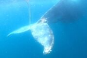 Liberan a ballena enmallada tras dos días de búsqueda en el Pacífico mexicano