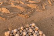 Récord histórico de nidación de tortuga laúd en Mayto posiciona a Jalisco en una de sus mejores temporadas