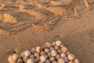 Récord histórico de nidación de tortuga laúd en Mayto posiciona a Jalisco en una de sus mejores temporadas