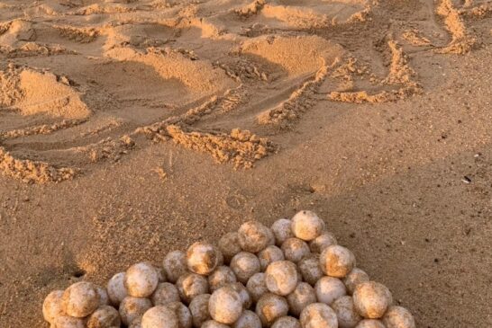 Récord histórico de nidación de tortuga laúd en Mayto posiciona a Jalisco en una de sus mejores temporadas