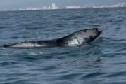 Se registra un avistamiento extraordinario de ballenas en la Bahía