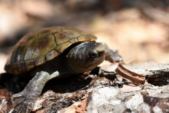 CUCosta mantendrá resguardo de tortuga casquito de Vallarta