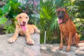 ¡Invita Bienestar Animal a jornadas de adopciones durante julio!