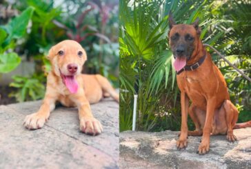 ¡Invita Bienestar Animal a jornadas de adopciones durante julio!