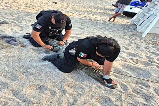 Suman 21 cocodrilos reubicados por la Patrulla Verde en Puerto Vallarta