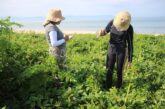 Las dunas de Bahía de Banderas resisten la presión urbana, pero siguen bajo amenaza