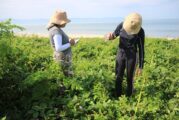 Las dunas de Bahía de Banderas resisten la presión urbana, pero siguen bajo amenaza
