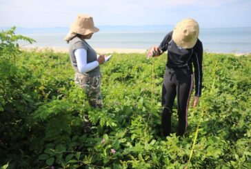 Las dunas de Bahía de Banderas resisten la presión urbana, pero siguen bajo amenaza