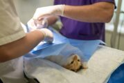 Realizarán jornada gratuita de esterilización para perros y gatos en Jarretaderas