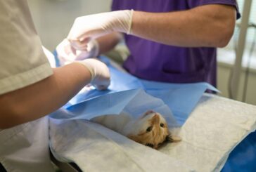 Realizarán jornada gratuita de esterilización para perros y gatos en Jarretaderas