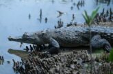 Piden a hoteles de Puerto Vallarta reforzar medidas ante presencia de cocodrilos
