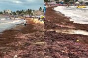 Rincón de Guayabitos permanece abierto pese a la presencia de macroalga en sus playas