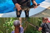 Patrulla Verde atendió 83 reportes relacionados con fauna silvestre durante julio en Puerto Vallarta