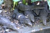 Alrededor de 10 cocodrilos han sido agredidos y encontrados muertos en Puerto Vallarta