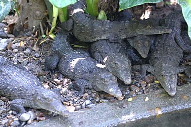 Cocodrilos muertos en Puerto Vallarta