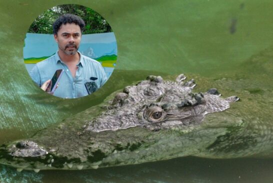 “Los cocodrilos no se van a ir”: piden respetar su hábitat en Puerto Vallarta