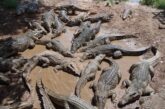 CUCosta participa en capacitación sobre convivencia con cocodrilos en Puerto Vallarta