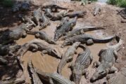 CUCosta participa en capacitación sobre convivencia con cocodrilos en Puerto Vallarta