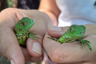CUCosta participó en la liberación de 180 crías de iguana verde durante el 26 aniversario del Estero El Salado 