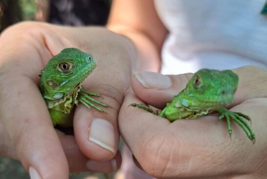 CUCosta participó en la liberación de 180 crías de iguana verde durante el 26 aniversario del Estero El Salado 
