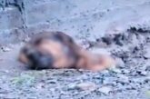 Rescatan a 63 perros con signos de abandono y maltrato en albergue de Coahuila
