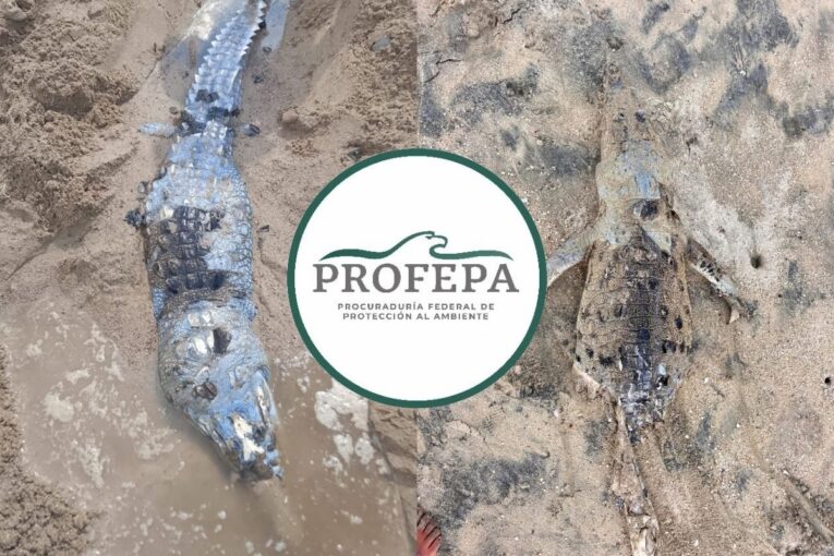 Muerte de cocodrilos en Puerto Vallarta