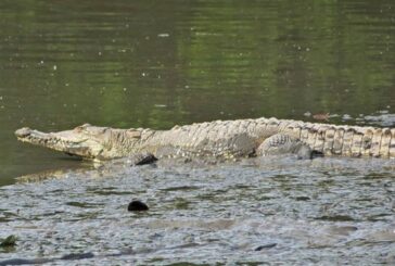 Profepa solicita rondines de la Marina tras muertes de cocodrilos en Puerto Vallarta