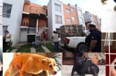 Rescata Fiscalía del Estado a 20 animales durante cateo por delito de crueldad animal en Tlajomulco